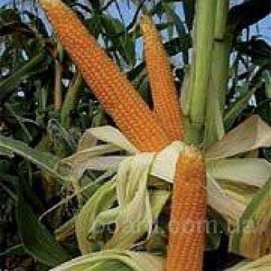 Купить семена кукурузы,  высокоурожайные сорта 