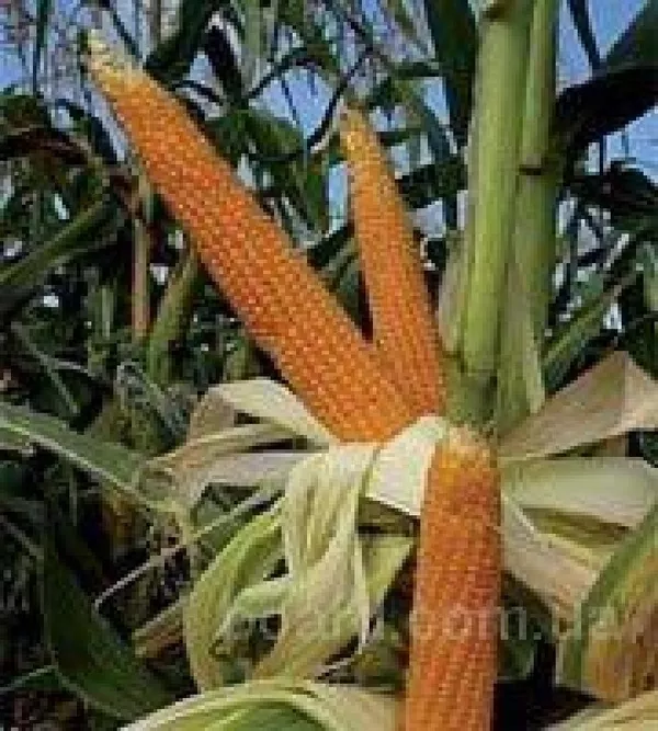 Купить семена кукурузы,  высокоурожайные сорта 